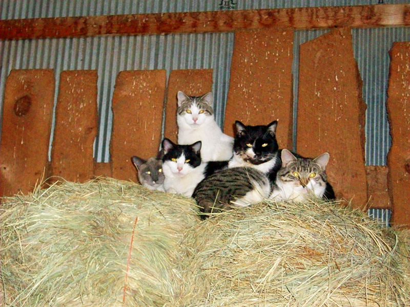 2022-cats-together-in-barn-800px.jpg