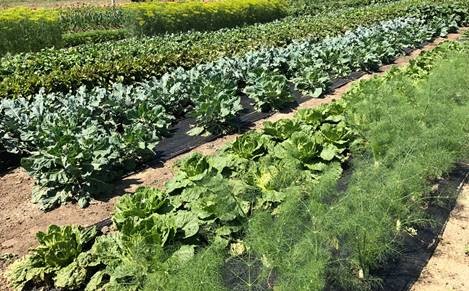 Produce grown via the Edible Prairie Project