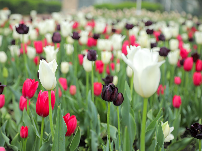 Tulips_Orange-City-Iowa_05-18-2023-0151.jpg