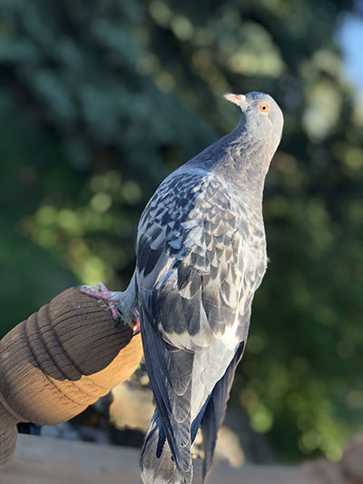 skweekz-the-pigeon.jpg