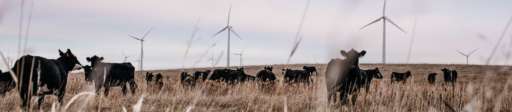 cattle and wind turbines