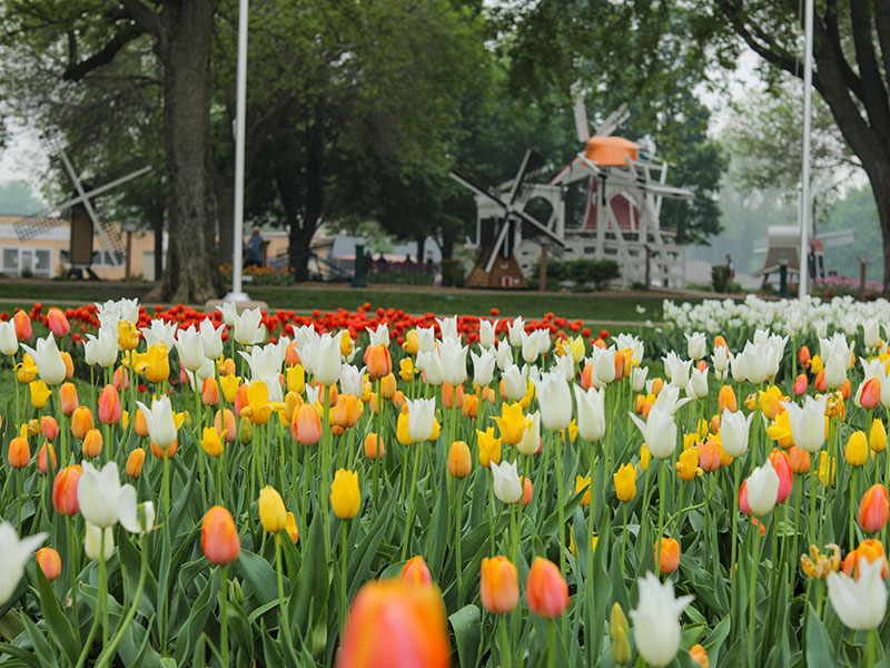 Orange-Tulips.jpg